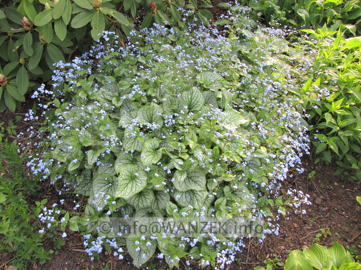 Brunnera macrophylla Jack Frost - 2 at Eveninglight.JPG